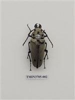 藏品(擬鍬形蟲)的圖片